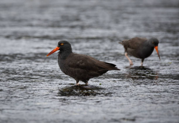 istock Black oystercatchers 