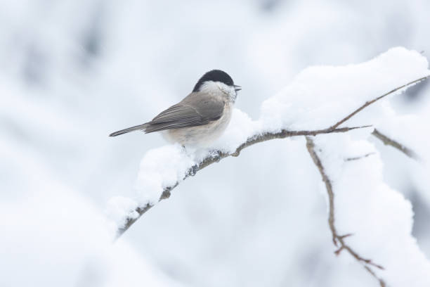 istock A small Marsh tit standing on a snowy branch in a wintry forest in Estonia 2179847672