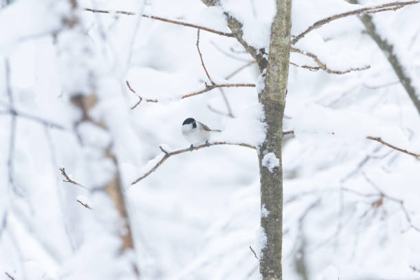 istock A small Marsh tit standing on a snowy branch in a wintry forest in Estonia 2179847810
