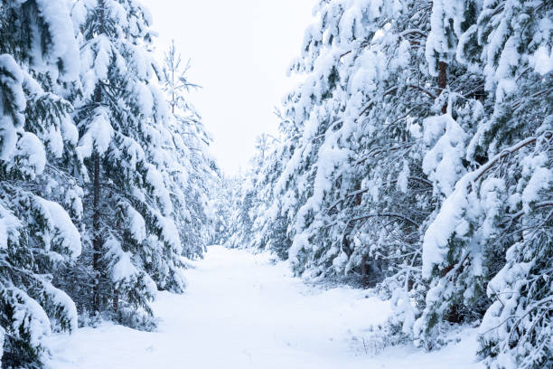 istock A small path leading through snow-covered Scots pine trees in a commercial forest in rural Estonia 2179847966