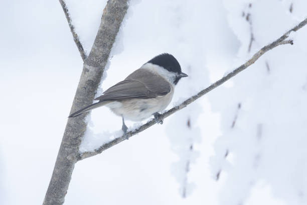 istock A small Marsh tit standing on a snowy branch in a wintry forest in Estonia 2179849466