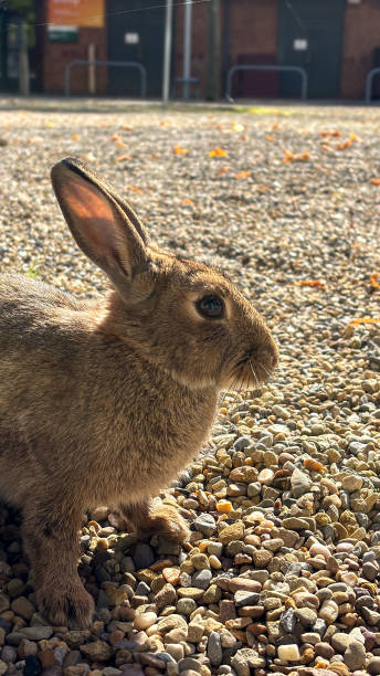 istock University of Leeds Rabbit 2179850073