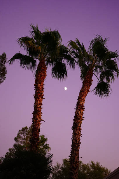 Silhouetted Palm Trees Front of a Cloudly Sky