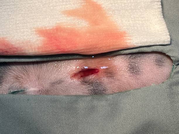 istock Fluid from seroma at incision one week after cat was spayed. 2179851256