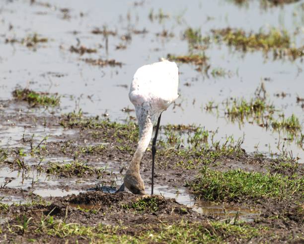 An immature flamingo feeds in Lake Magadi at Ngorongoro Crater,  Tanzania.