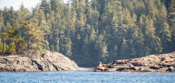 istock Sea lions on a rock 2179855062