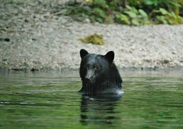 Wild American Black Bear in the dense forests of Northern Minnesota, USA.