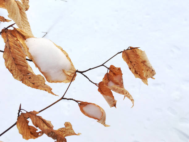 A minimalist detail of a branch adorned with vibrant orange autumn leaves, delicately covered in a fresh layer of snow. Set against a pristine white background, this image captures the quiet beauty of the season's transition from fall to winter. The contrast between the bright leaves and the soft white snow creates a striking visual, evoking a sense of calm and serenity in nature.