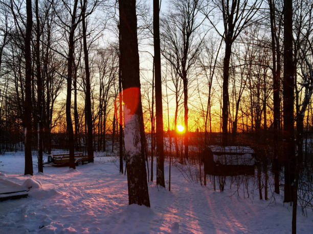 As the sun sets on a chilly winter day, a row of silhouetted trees stands tall against a vibrant sky painted in hues of yellow, pink, blue, orange, and purple. The warm colors cast a beautiful glow through the branches, reflecting on the glistening snow below. This enchanting scene captures the tranquil beauty of winter evenings, where nature's artistry creates a breathtaking backdrop, inviting viewers to experience the magic of a winter sunset