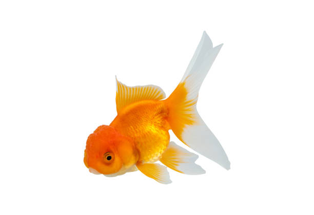Oranda goldfish isolated on white background close up