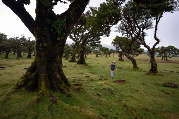 istock Madeira Travel. Woman Backpacker on a Hike in Fanal Forest. 2179859708