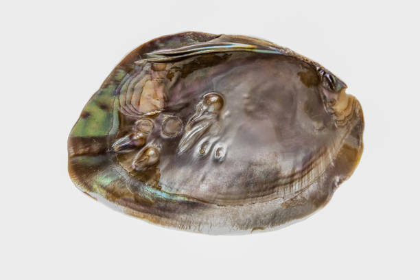 Abalone sea shell isolated on white background.   Images taken with focus stacking technique for improved sharpness.