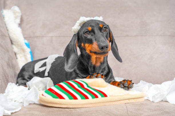 istock Mischievous dachshund relaxing with a christmas slipper on a cozy sofa 2179859988
