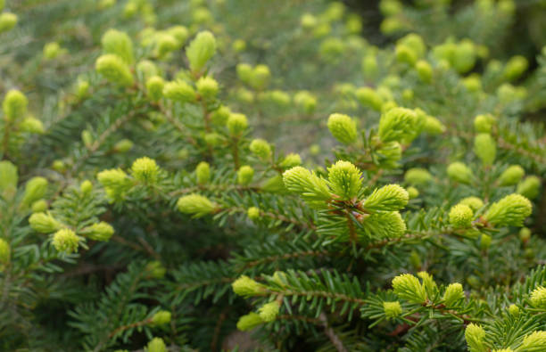 istock Spruce branch with light green needles on blurred background 2179864970