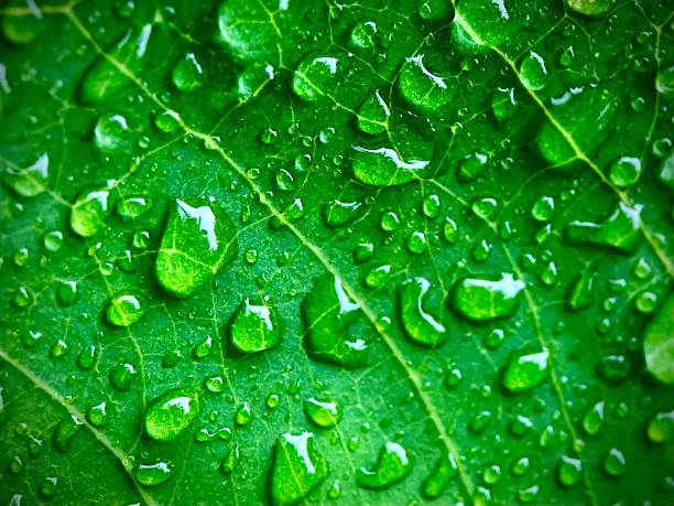 istock macro of water droplets on a leaf 2179865273