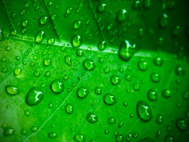 istock macro of water droplets on a leaf 2179865277