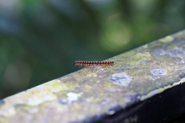 istock Colorful Millipede Crawling on Mossy Surface in Nature 2179868130