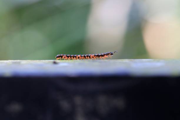 istock Colorful Millipede Crawling on Mossy Surface in Nature 2179868141