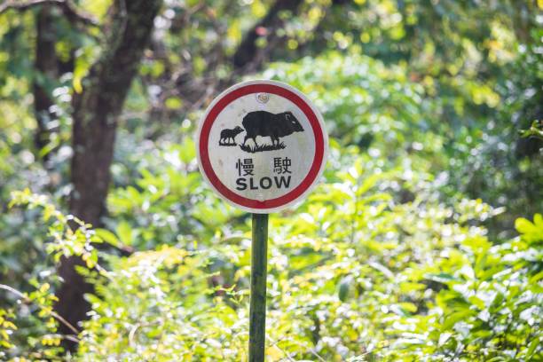 istock A Bilingual Warning Sign: Beware of Wild Pigs 2179868481