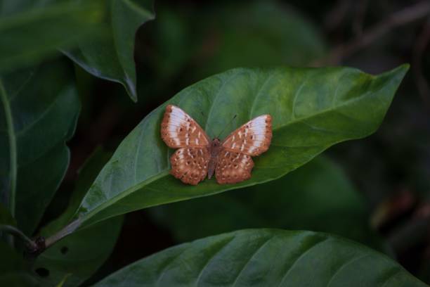 istock A Zemeros Butterfly Resting on a Leaf 2179868493