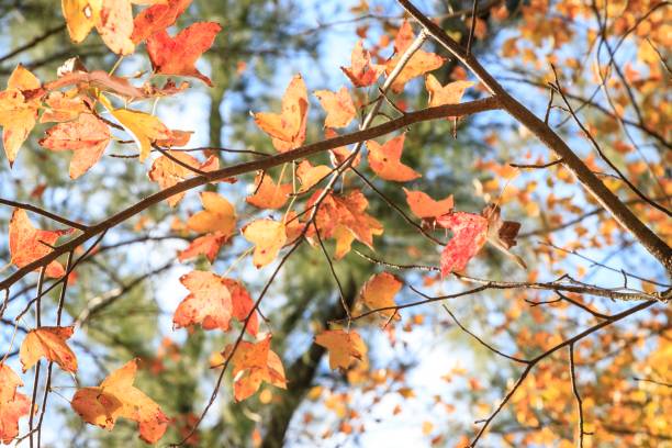 istock Autumn Leaves Backlit by Sunlight in a Forest Setting 2179869344