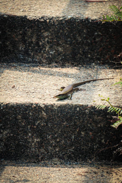 Hong Kong Wildlife