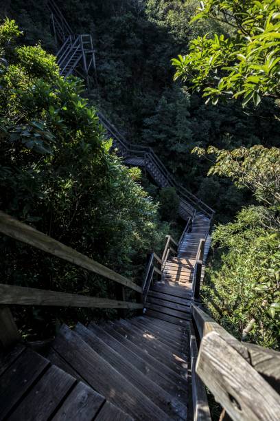 istock Wooden Staircase Descending Through Dense Forest Path 2179870289