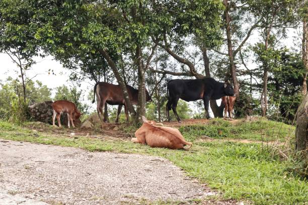 istock Herd of Cows Resting Under the Shade of Trees 2179870476