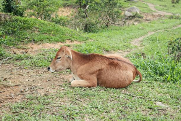 istock Brown Cow Grazing in a Lush Green Field 2179870501