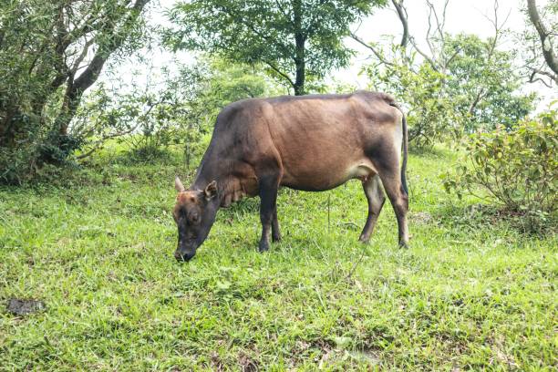 istock Brown Cow Grazing in a Lush Green Field 2179870504