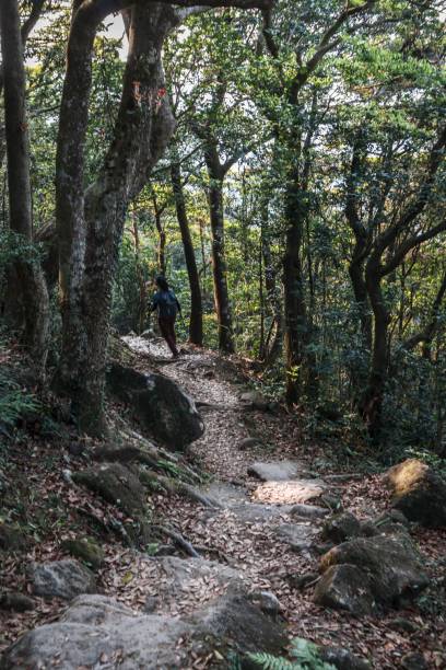 istock Stone Pathway Leading Through Lush Green Forest Trail 2179871128