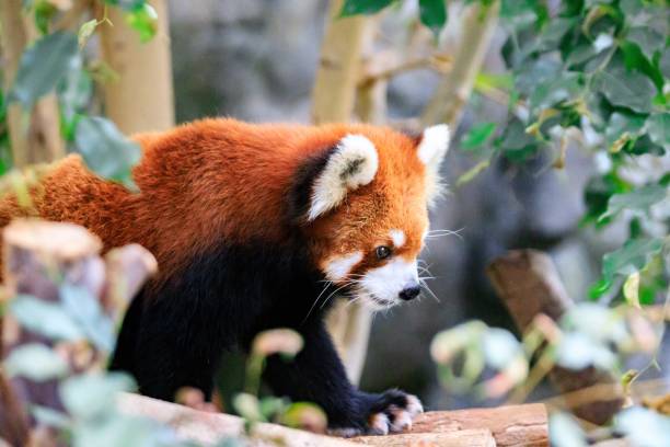 istock Red Panda Exploring Its Enclosure at the Zoo 2179872512