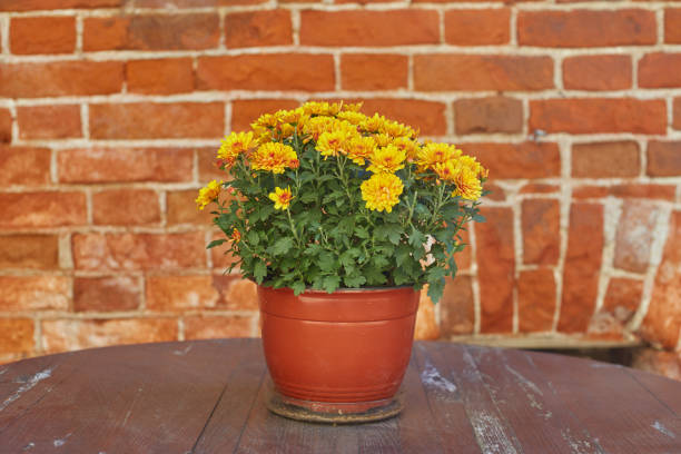 istock A pot with a yellow chrysanthemum on a table against a red brick wall 2179872640