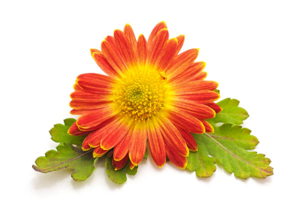 Red beautiful chrysonthemum isolated on a white background.