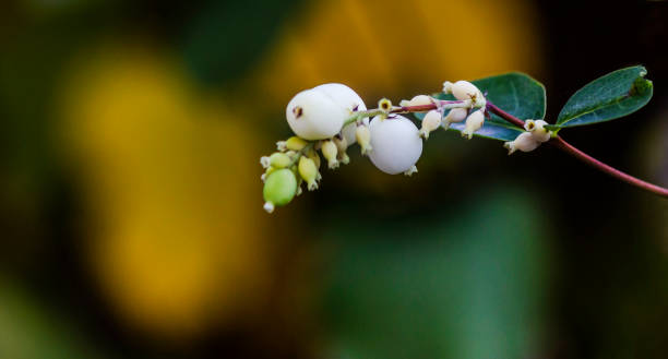istock White large berries Symphoricarpos on branches with leaves 2179873240