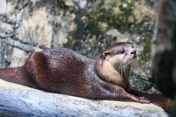 istock Adorable Otter Relaxing on a Sunny Day 2179873482