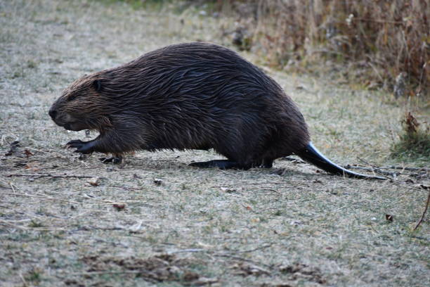 istock Beaver Near The Grass 2179877187