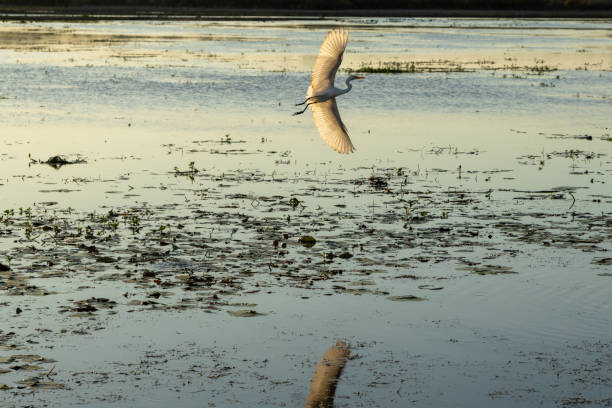 Great Egret bird in billabong at Yellow River, Kakadu, Northern Territory.