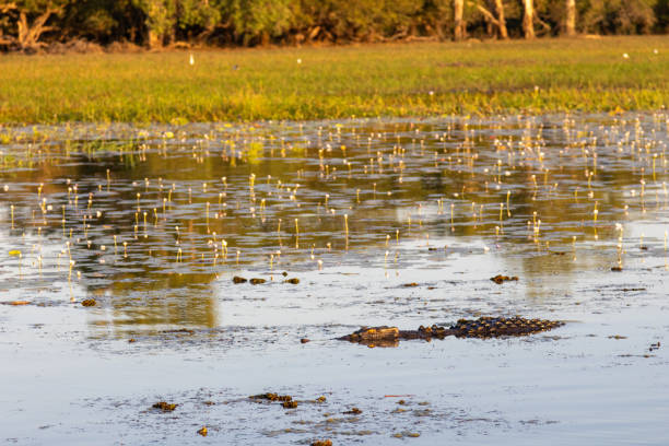 Saltwater Crocodile (Crocodylus porosus) Also Known as Estuarine Crocodile