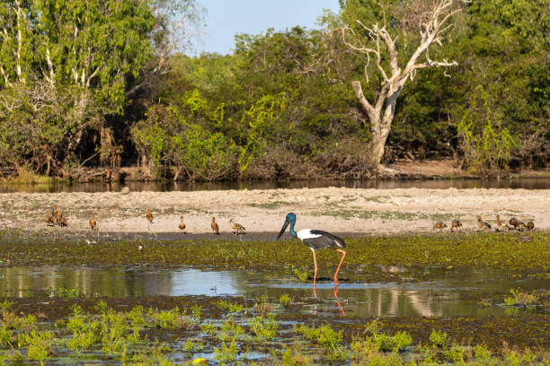 istock Black-necked stork (Jabiru) bird in billabong 2179881939