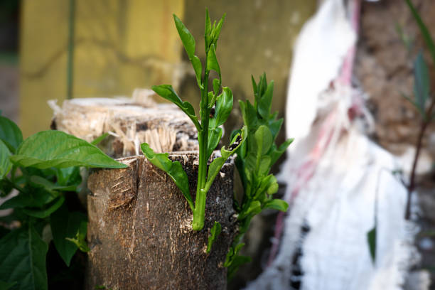 New shoots on the stump of a cut orange tree