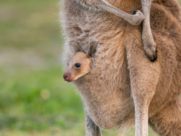 istock Kangaroo Baby in Pouch 2179888355