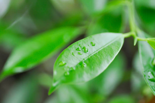 Ficus annulata Blume,  Banyan Tree or MORACEAE and rain droplet or dew drop