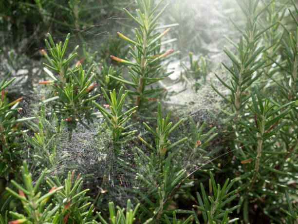 Rosemary plants in nature background.
