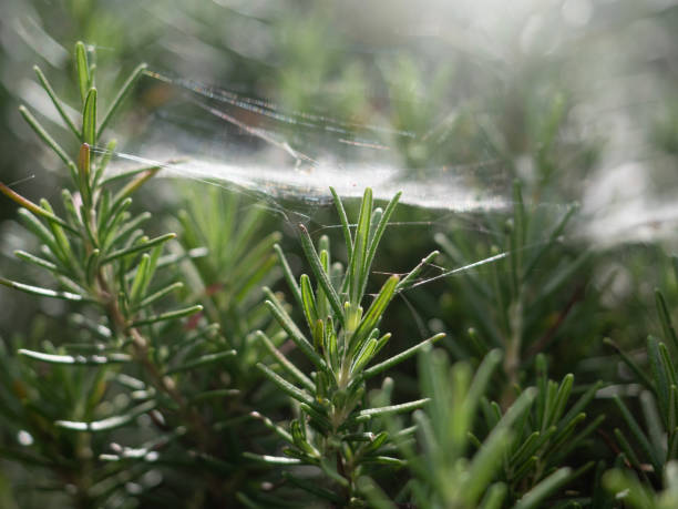 Rosemary plants in nature background.
