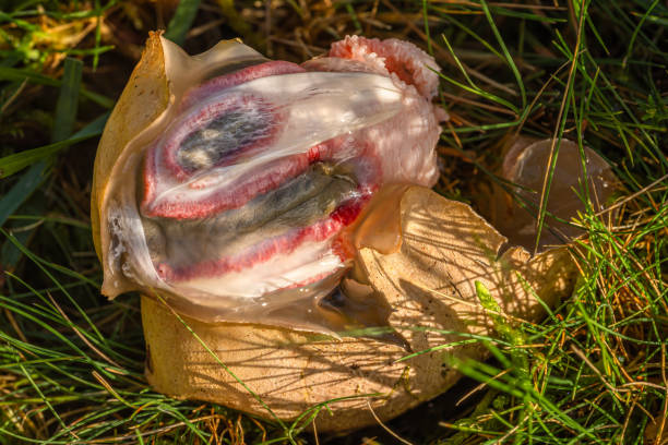 istock Creepy fungi 2179895810