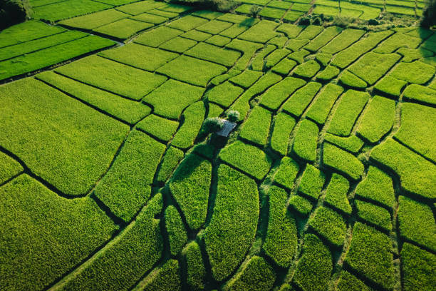 istock Aerial view rice fields in the evening in pai thailand 2179898123