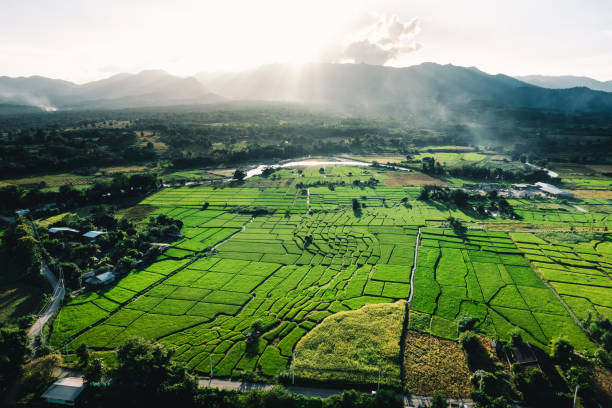 istock Aerial view rice fields in the evening in pai thailand 2179898231