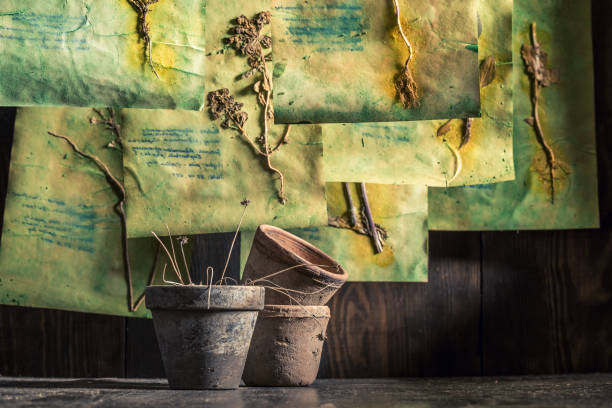 istock Strange herbal laboratory with dried herbs and flowers 2179900402