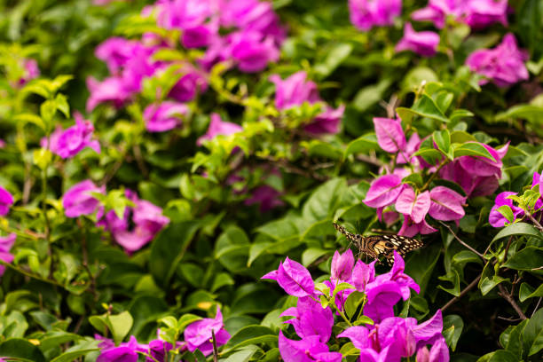 Bougainvillea flowers with kaleidoscopic effect in Summer morning